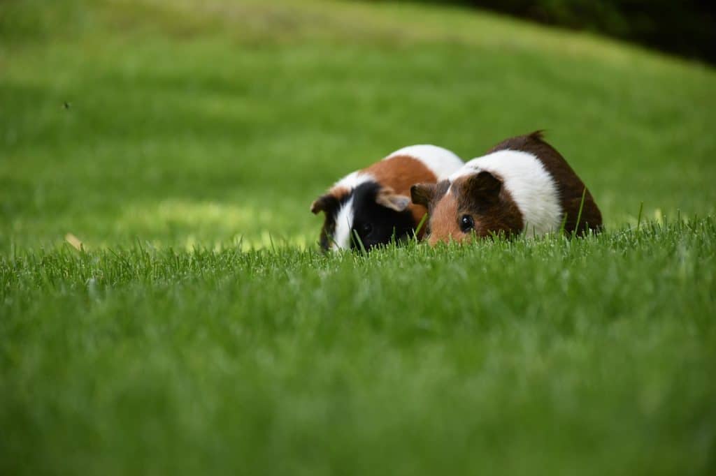 guinea pig, few, hagenbeck
