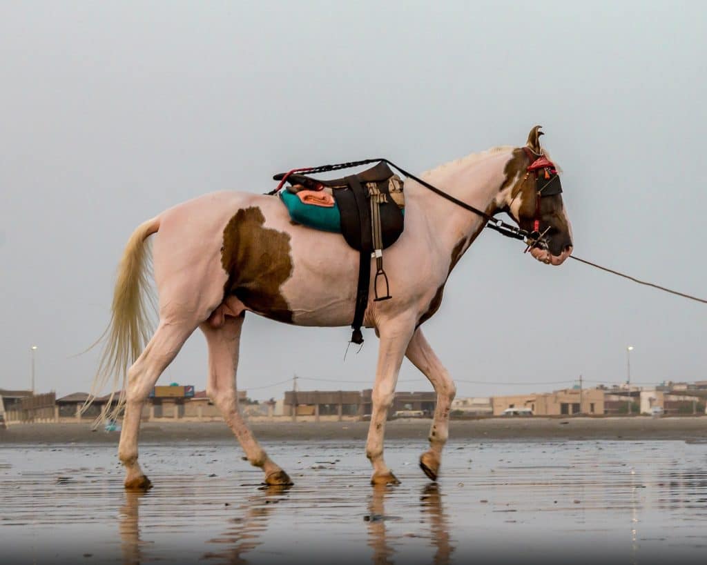 Male horse equipped with saddle and harness walking along seaside