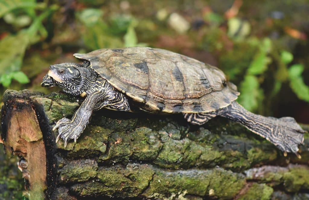 turtle, tortoise, reptile