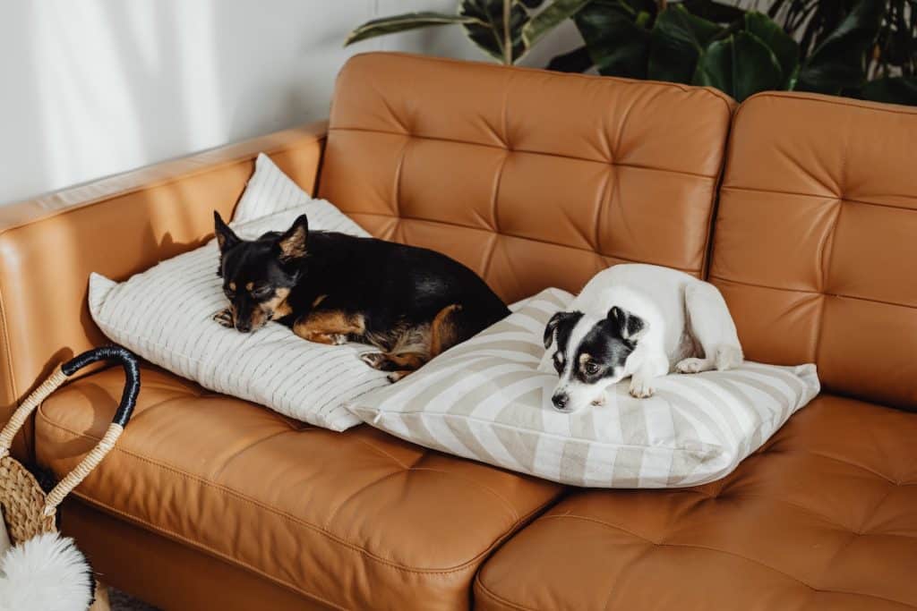 Top 7 Best Couch Materials and Fabrics for Dogs Pet Breeezy