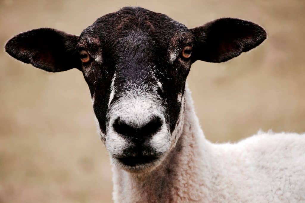 Black and White Goat