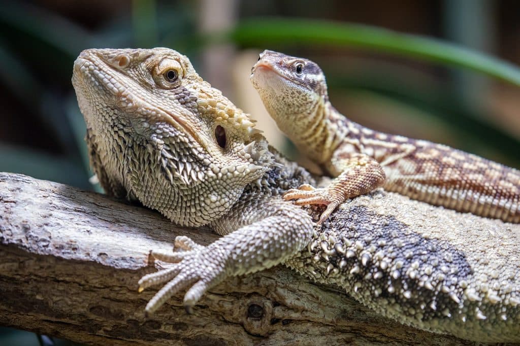 bearded dragon, lizards, zoo