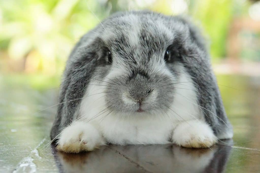 rabbit, animal, pet