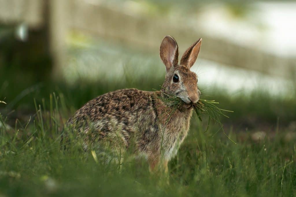 cottontail rabbit, rabbit, bunny
