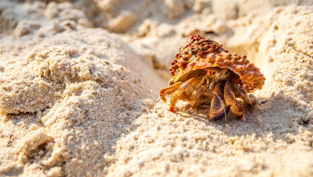 Brown Crab on White Sand