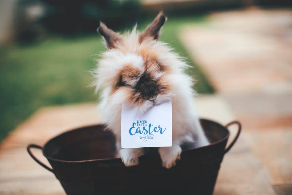 Hare on Basket With Happy Easter Card on Mouth