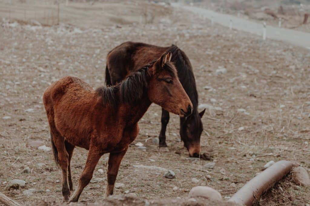 Free stock photo of animal, cavalry, cowman