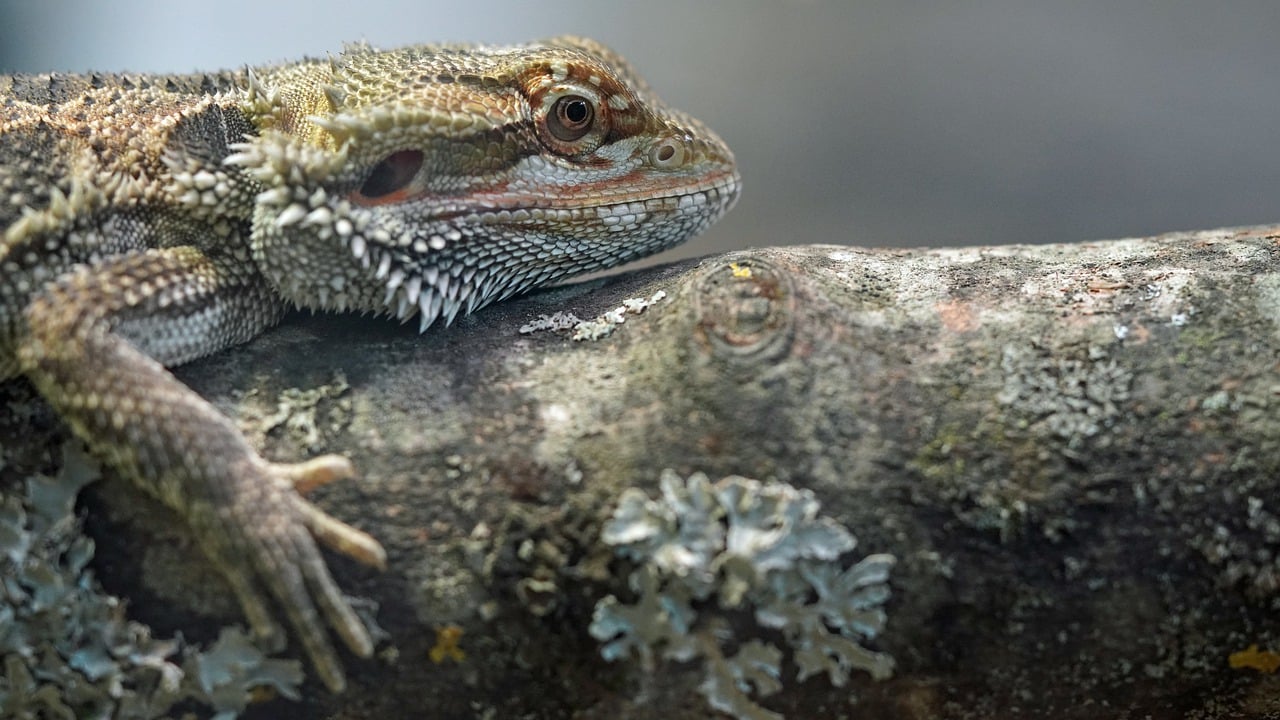 Are Bearded Dragons Able to Consume Raspberries? Here's What You Need ...