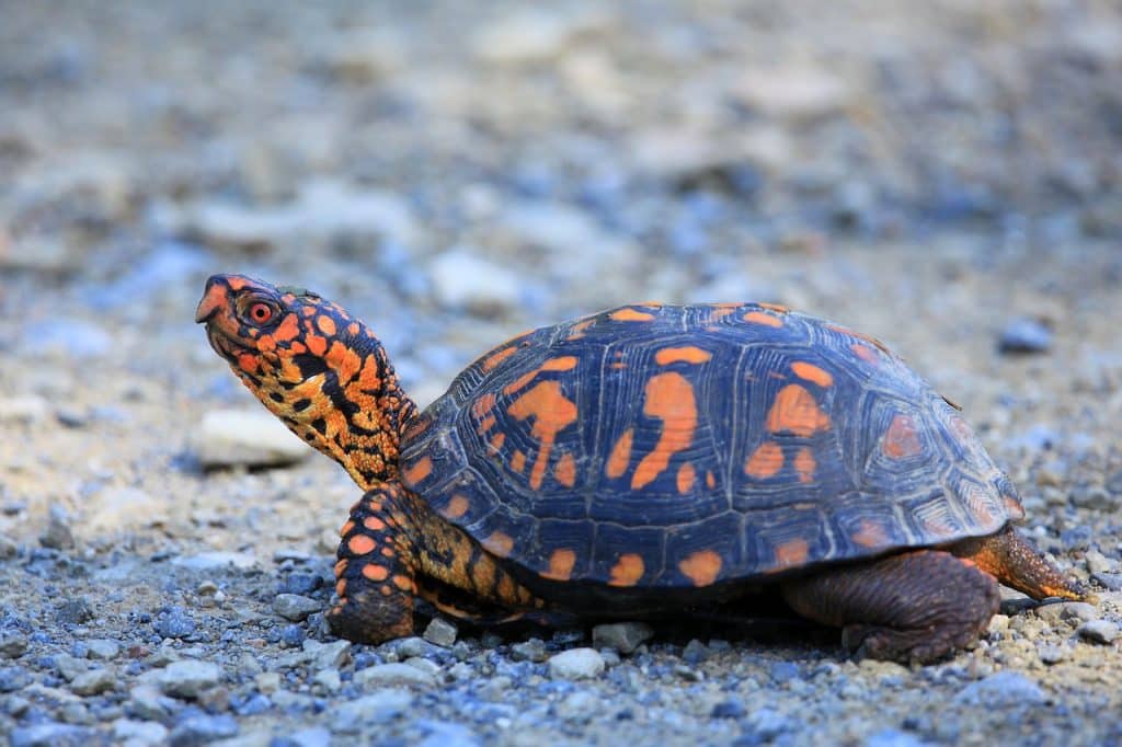 turtle, shell, wildlife