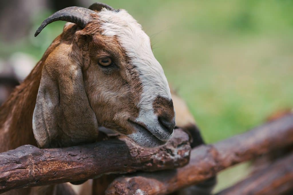 Close Up Photo of a Goat
