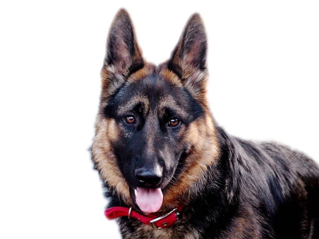 dog, shepherd, german shepherd
