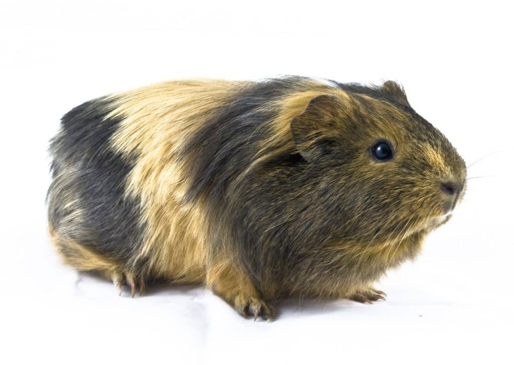 guinea pig, animal, favorite