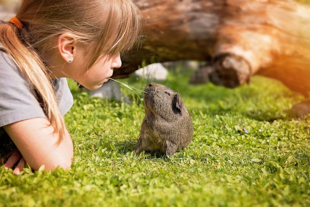 guinea pig, child, blade of grass