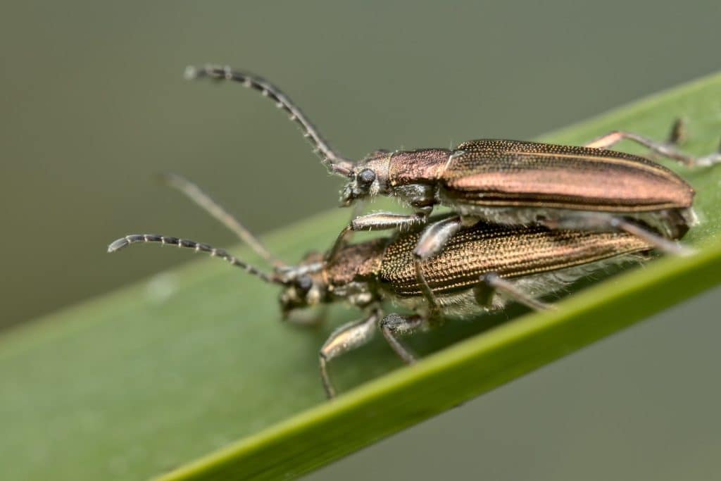 Brown and Black Insects on Green Leaf
