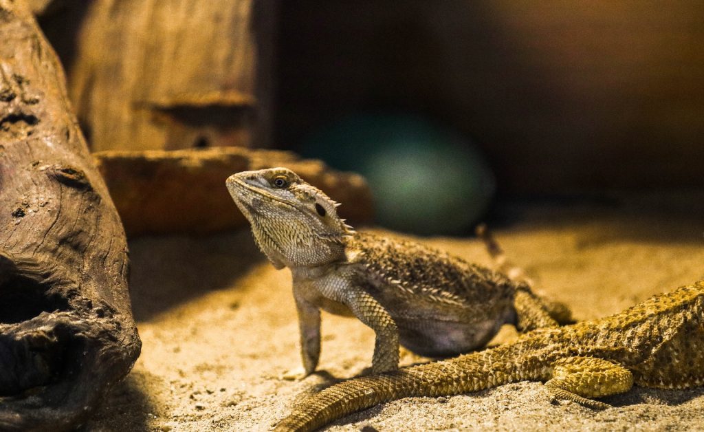 Bearded Dragon Lizard in Captivity