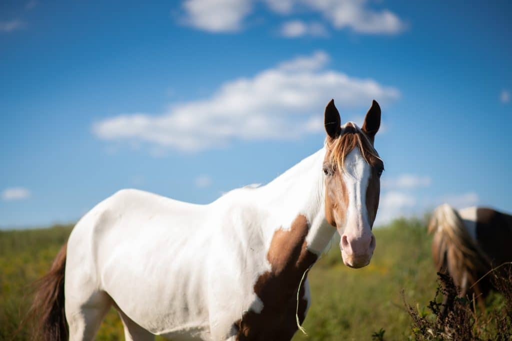 Photo of an American Paint Horse