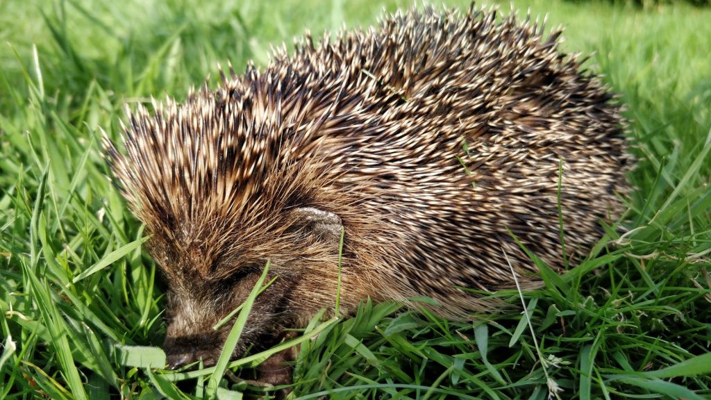 hedgehog on green grass during daytime