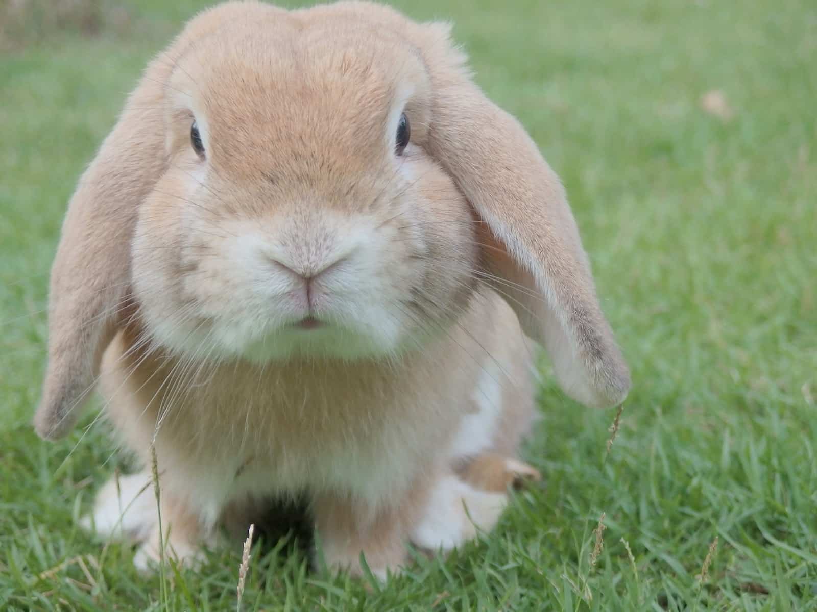 Tan Rabbit: Facts, Lifespan, Behavior, Care, & More - Pet Breeezy
