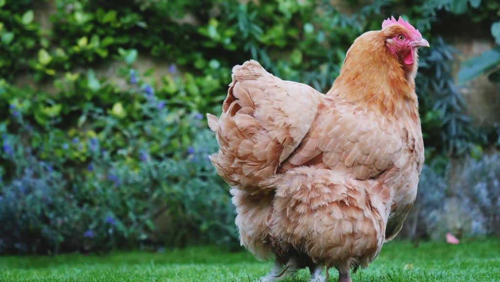 brown hen standing on green open field