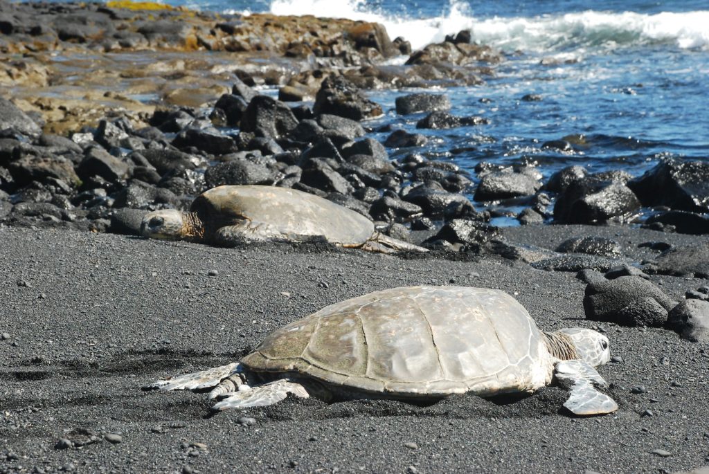 brown turtle on gray rocky shore during daytime