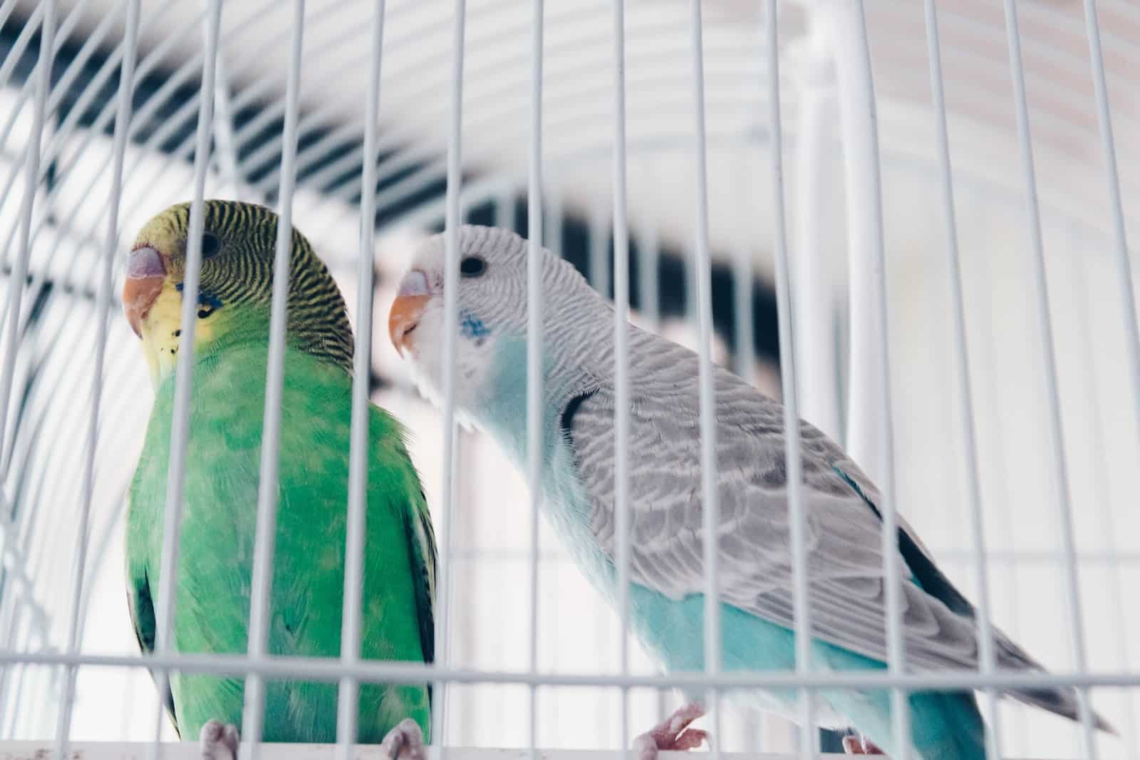 How to Pick the Right Size Cage for Parakeets Pet Breeezy