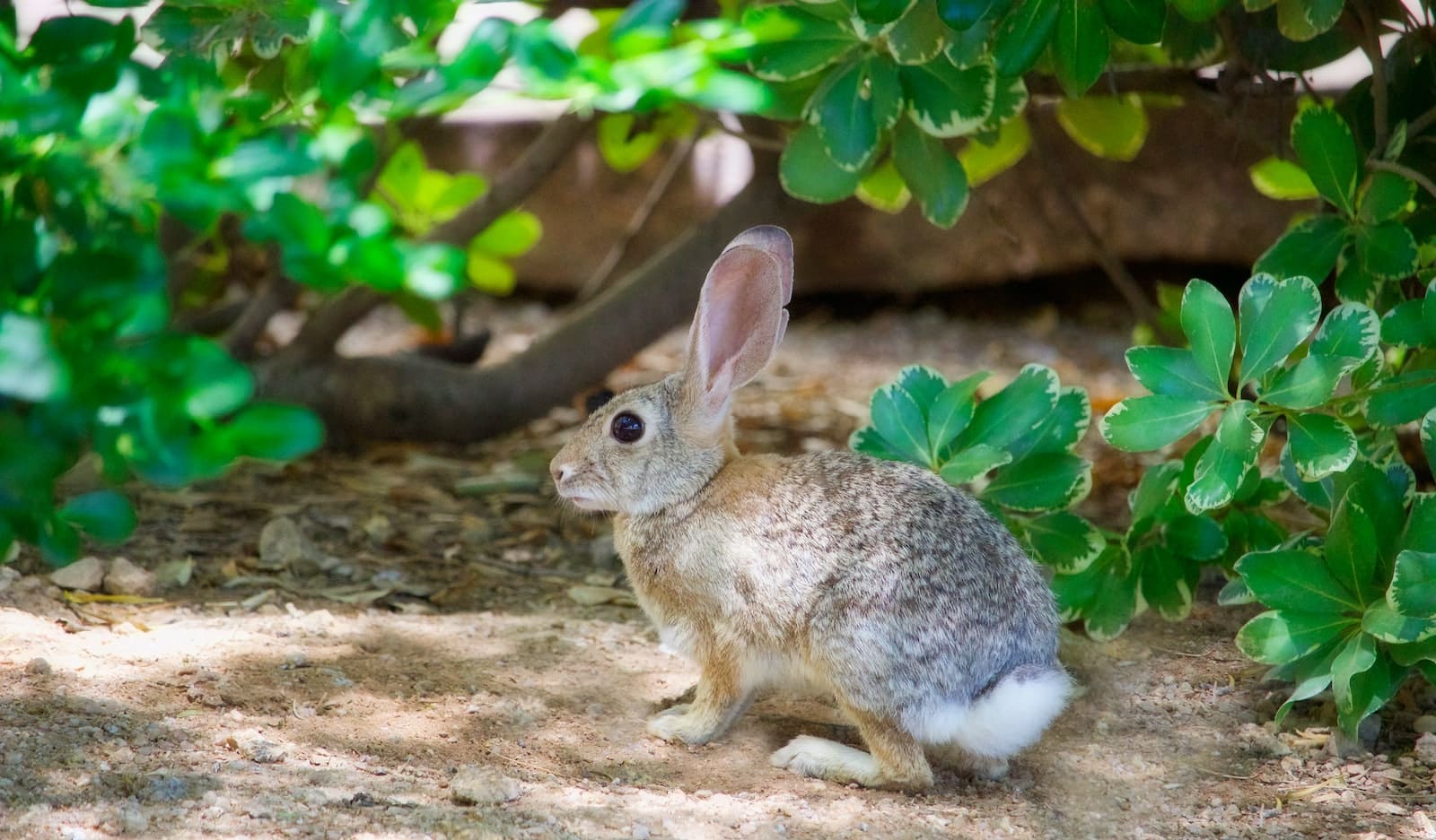 Cottontail Rabbit: Facts, Care, Behavior, and Lifespan - Pet Breeezy