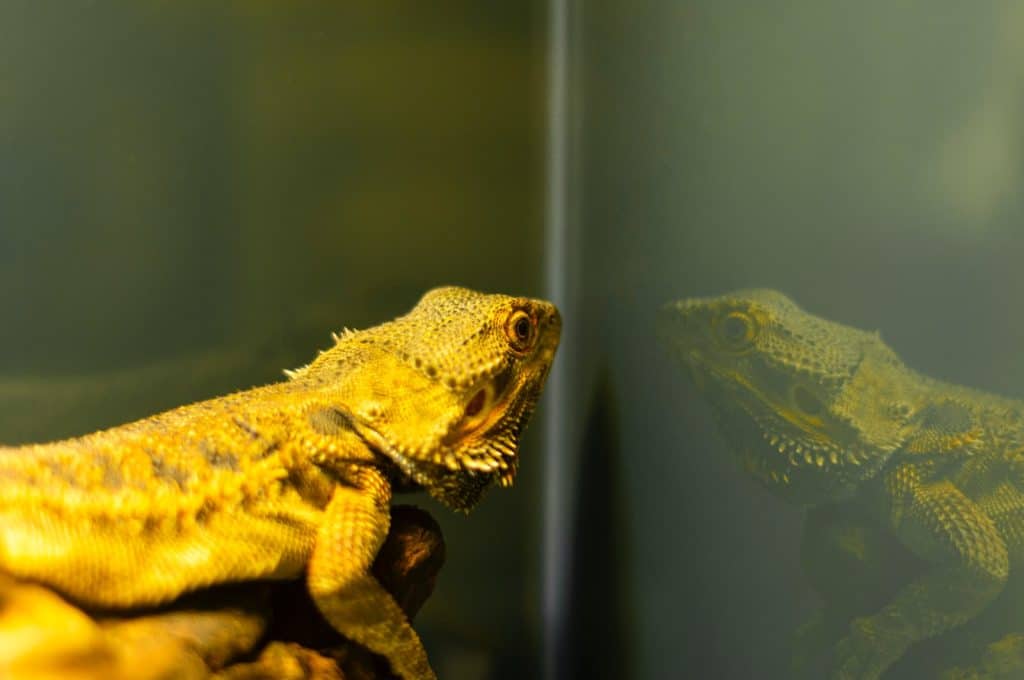 Bearded Dragon Symptoms