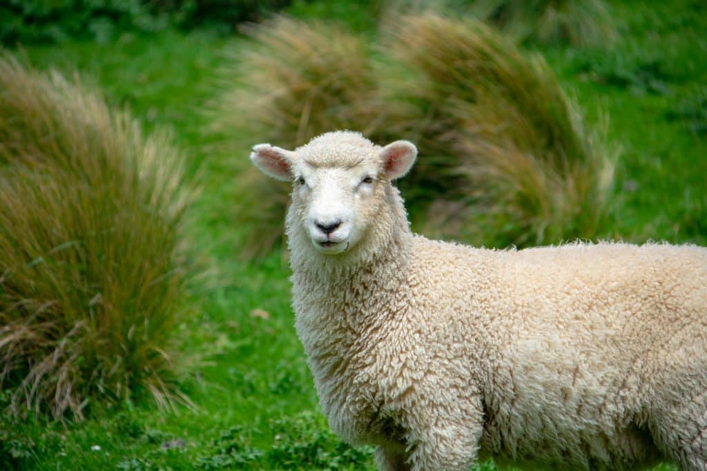 gray sheep near green bushes