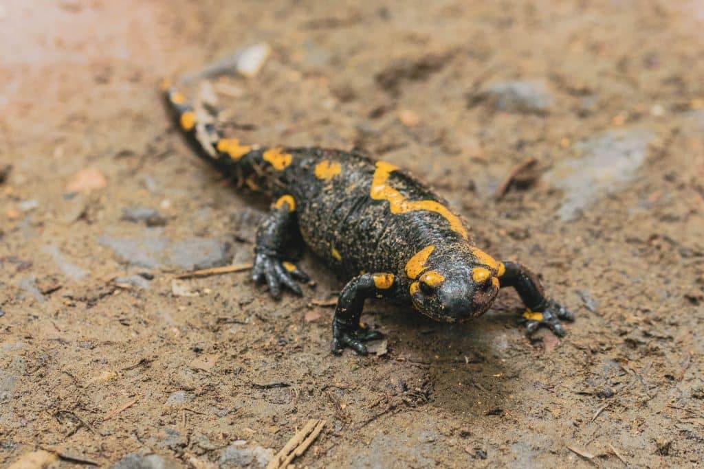 black and yellow snake on brown soil