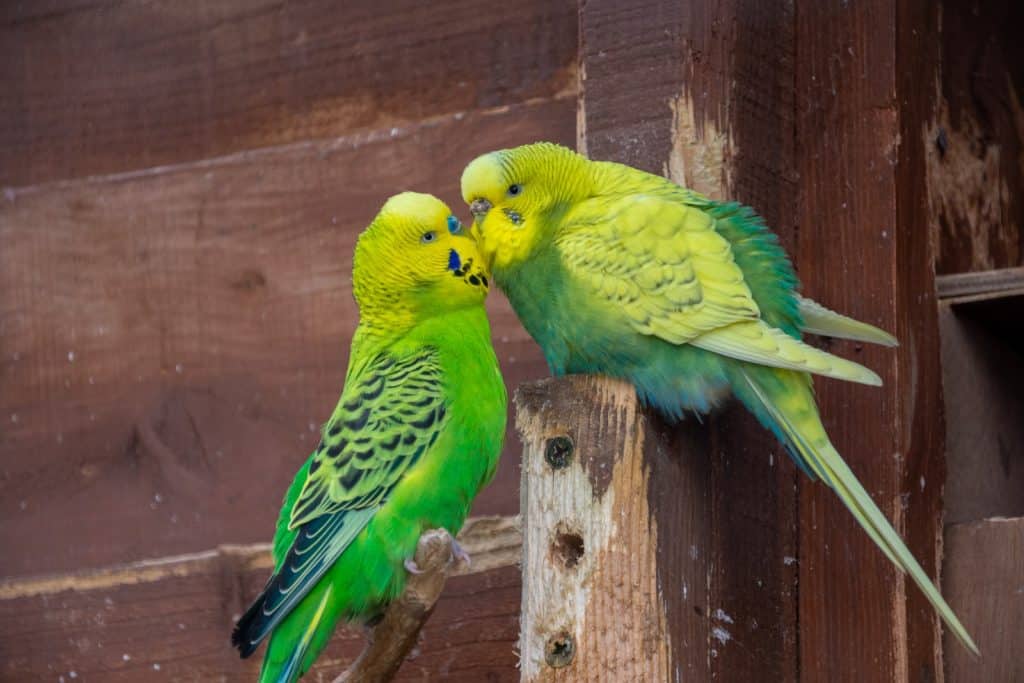 two green and yellow birds sitting on a wooden post