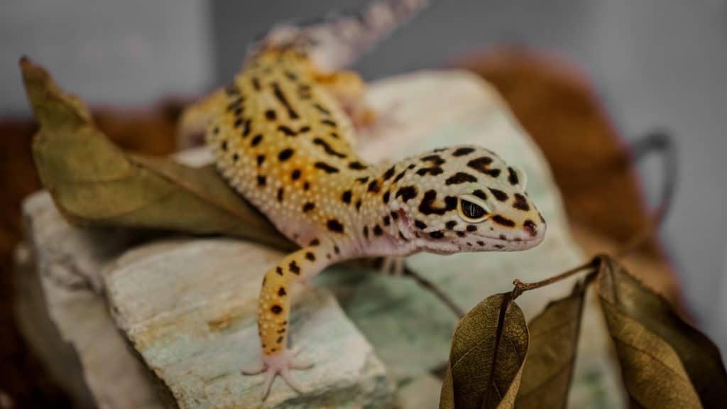 brown and white lizard on brown wood