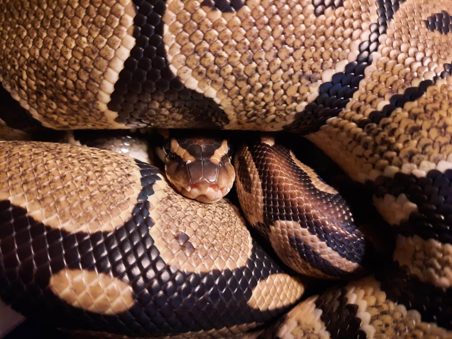 What is The Maximum Size of a Ball Python? (Size & Growth Chart) - Pet ...