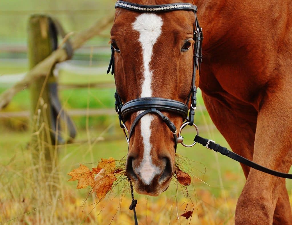 horse, grazing, bridle