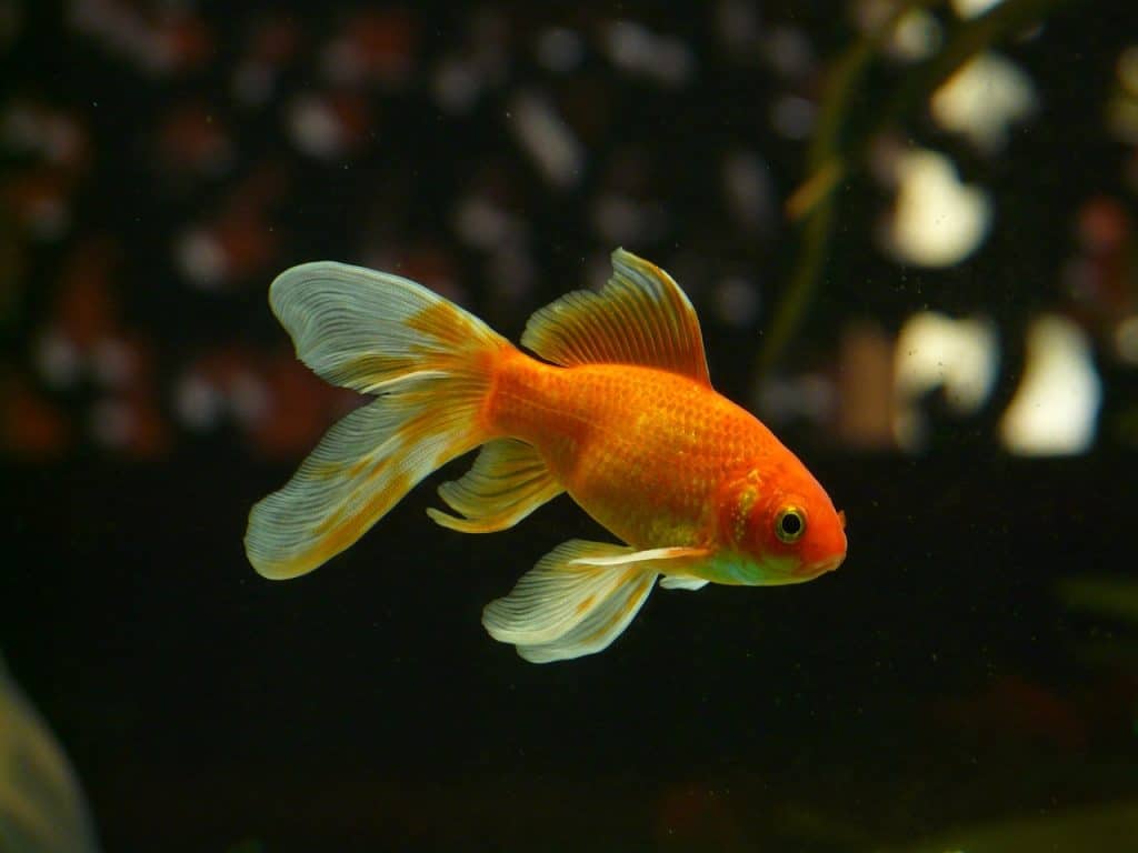 veil tail, fish, goldfish