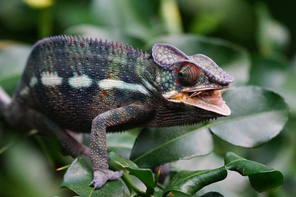 chameleon, panther chameleon, schuppenkriechtier