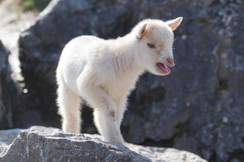 goat, dwarf goat, west africa