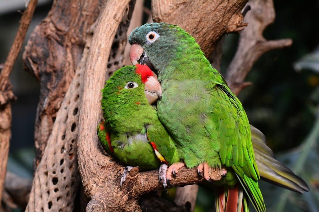 parrot, parrots, green