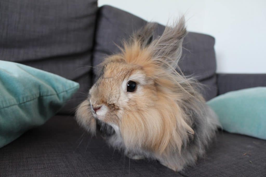 rabbit, angora rabbit, japanese rabbit