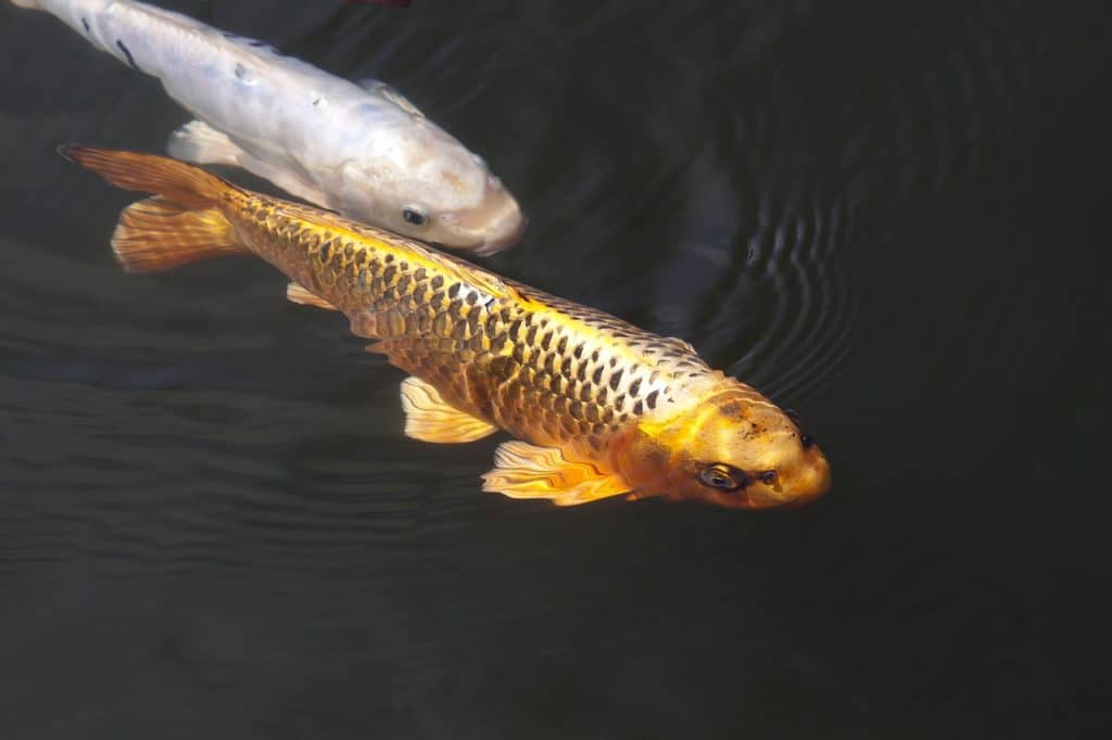 brocade carp, koi, carp
