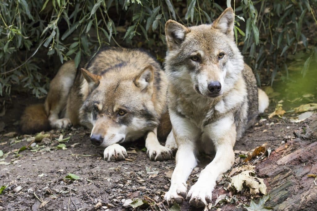 wolves, canis lupus, two wolves