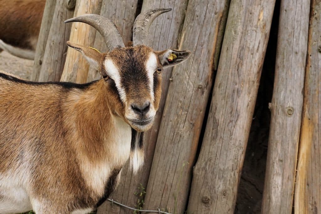 goat, dwarf goat, domestic animal