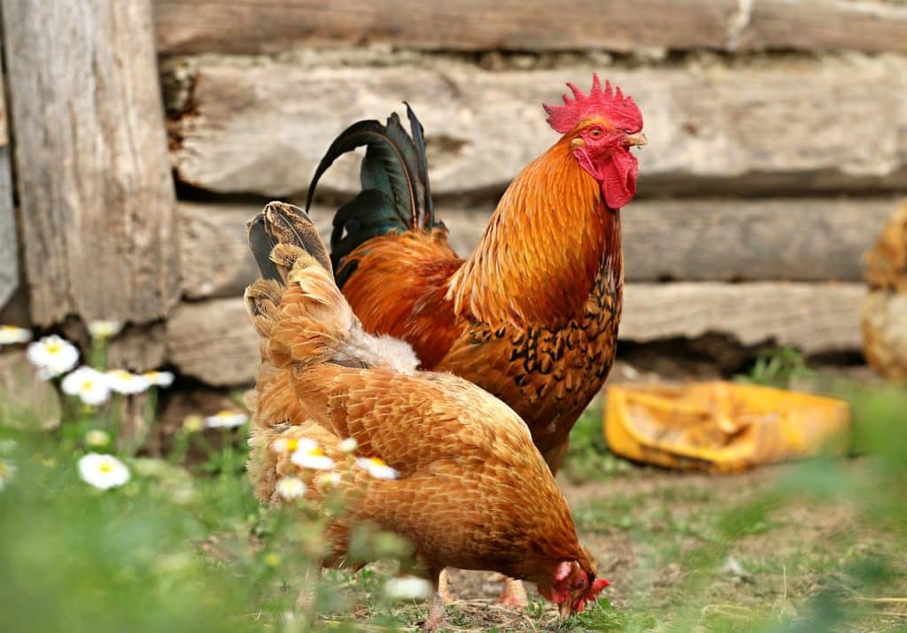 rooster, chicken, village