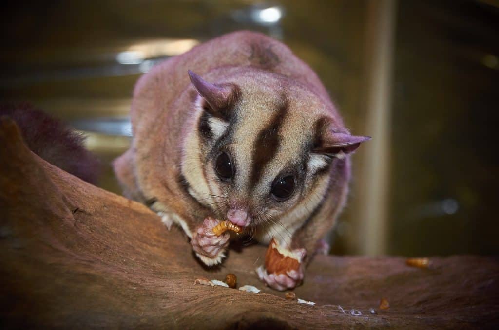 australian wildlife, sugar glider, creature