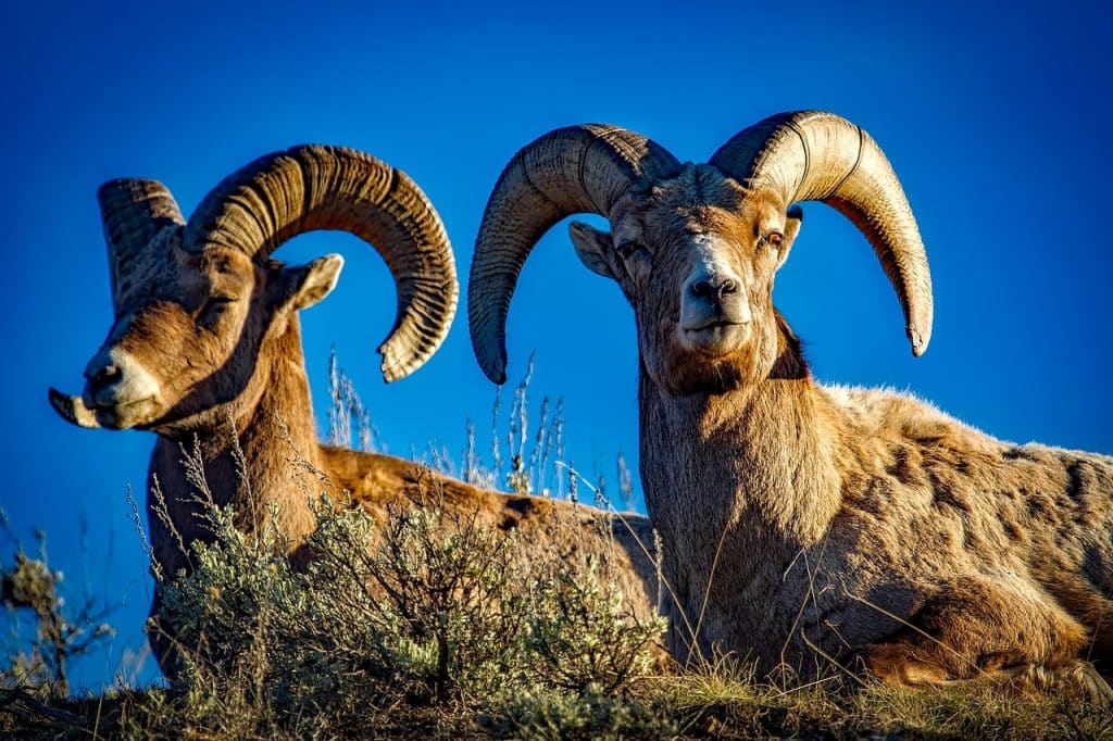 bighorn, sheep, bighorn sheep