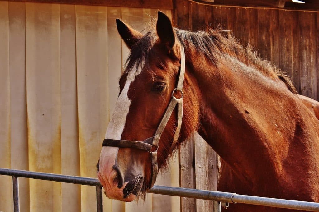 shire horse, horse, big horse