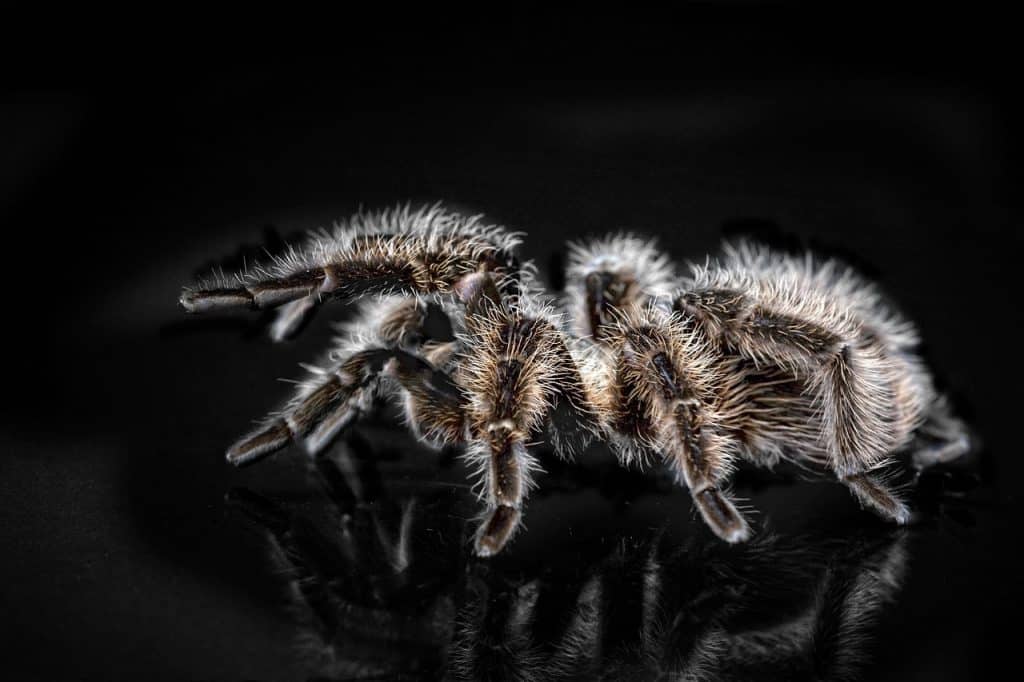 tarantula, arachnophobisch, spider