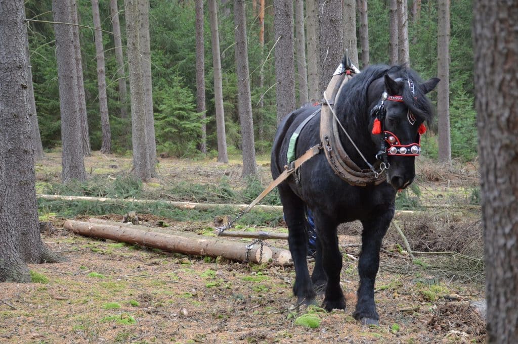 horse, pulling, forest work