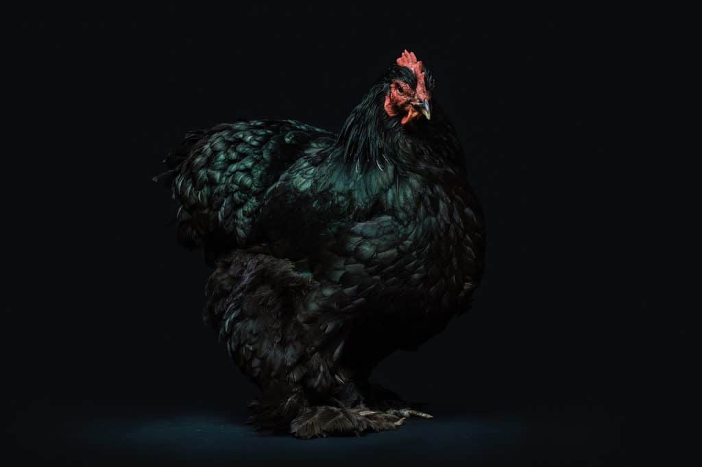 animal, avian, beak