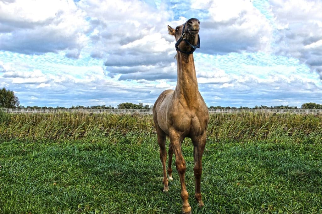 quarter horse, american, foal