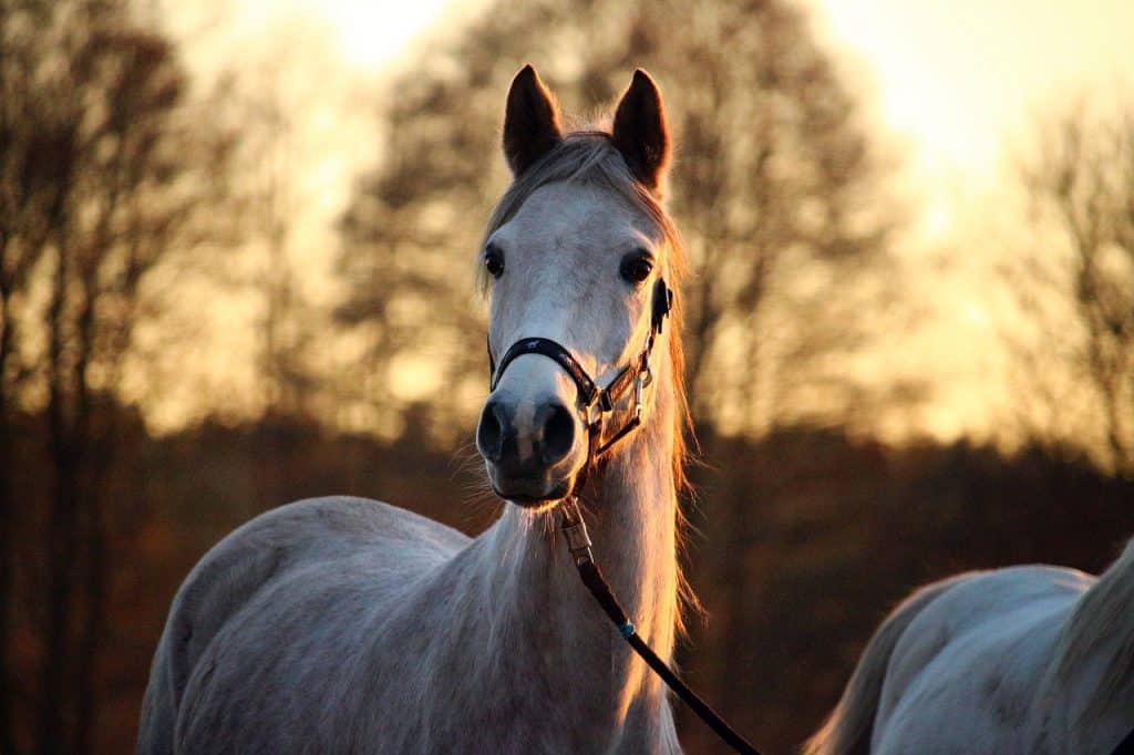 mould, horse, afterglow